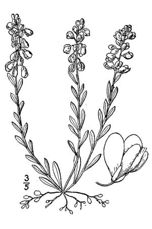 Polygala polygama